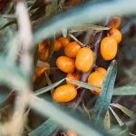 Smiltsērkšķis skaistumkopšanā